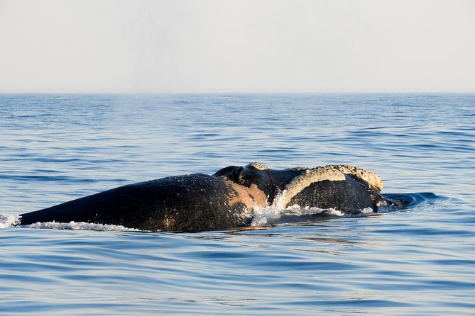 Whale Watching Knysna - Close Encounter Experience Ocean Odyssey - Weather, minimum numbers, and cancellation rules