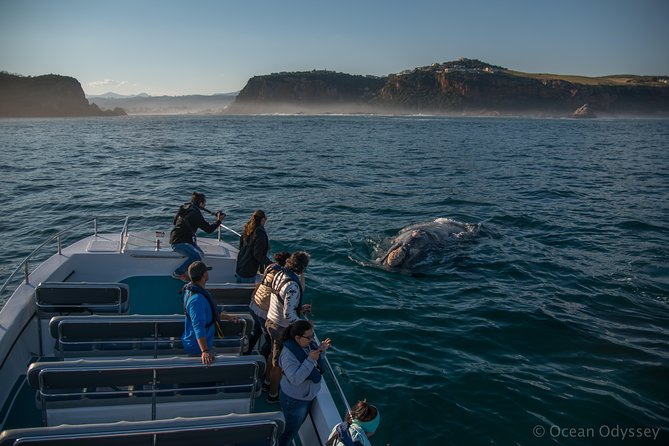 Whale Watching Knysna - Close Encounter Experience Ocean Odyssey - Going through the Knysna Heads