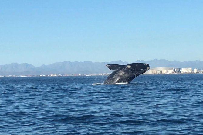Whale Watching Tour from Cape Town - Key points to know before booking
