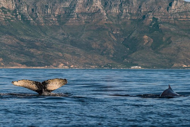Whale Watching Tour from Cape Town - The morning drive through Pringle Bay and Gordon’s Bay