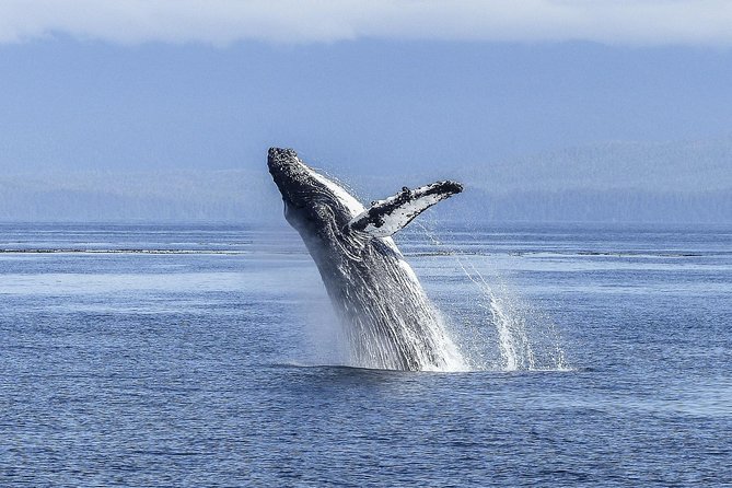 Whale Watching Tour from Cape Town - Betty’s Bay and the possible penguin stop