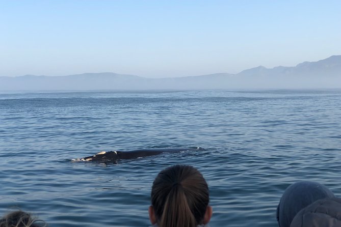 Whale Watching Tour in Hermanus with Hotel Pickup - The best season is May through November