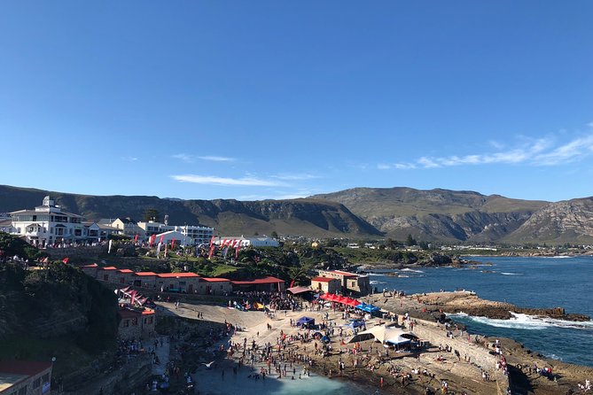 Whale Watching Tour in Hermanus with Hotel Pickup - Adding Betty’s Bay and its penguin colony