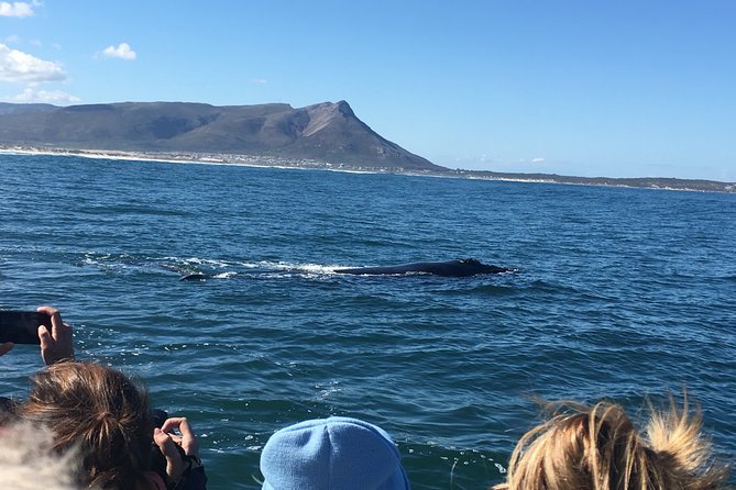 Whale Watching Tour in Hermanus with Hotel Pickup - What the wildlife experience can and cannot promise