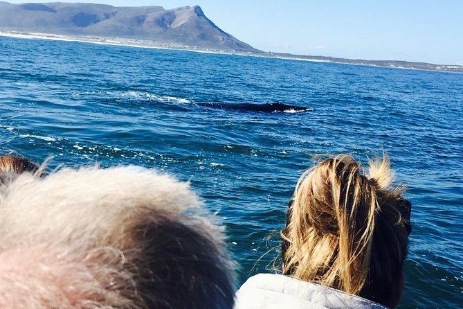 Whale Watching Tour in Hermanus with Hotel Pickup - Starting with private pickup in Cape Town