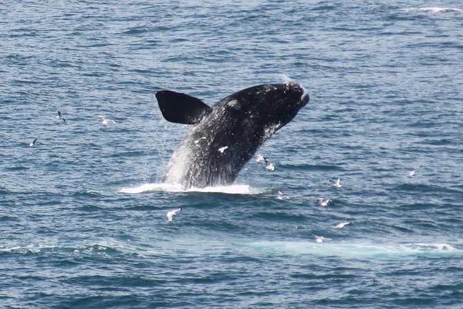 Whale Watching Walking Tours (Land-Based) - from JUNE 2025 - Key details before you book