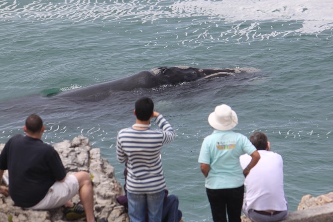 Whale Watching Walking Tours (Land-Based) - from JUNE 2025 - Why a land-based whale tour makes sense in Hermanus