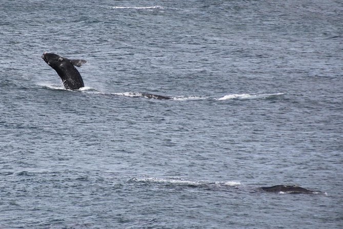 Whale Watching Walking Tours (Land-Based) - from JUNE 2025 - Moving between five to seven coastal viewing spots