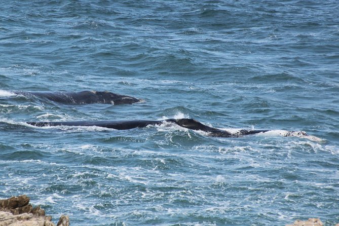 Whale Watching Walking Tours (Land-Based) - from JUNE 2025 - Percy’s guiding style and the value of a private tour