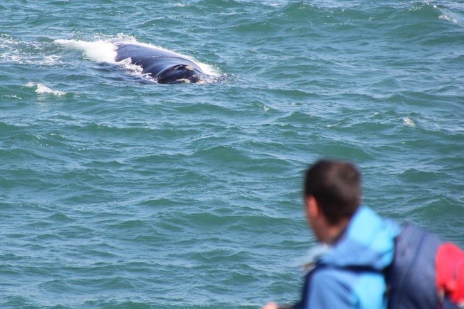 Whale Watching Walking Tours (Land-Based) - from JUNE 2025 - Practical points that affect your decision