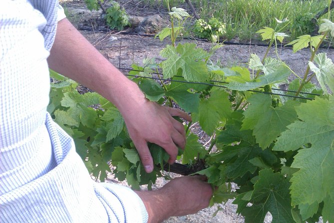 Wijntoer - Reserve tour with a winemaker! - David Finlayson Wines at Edgebaston Vineyard