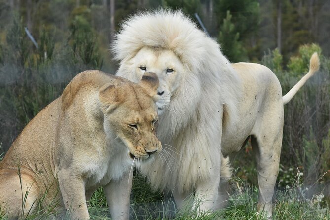 Wild Cat Experience Tour - Why Tenikwa works well on the Garden Route