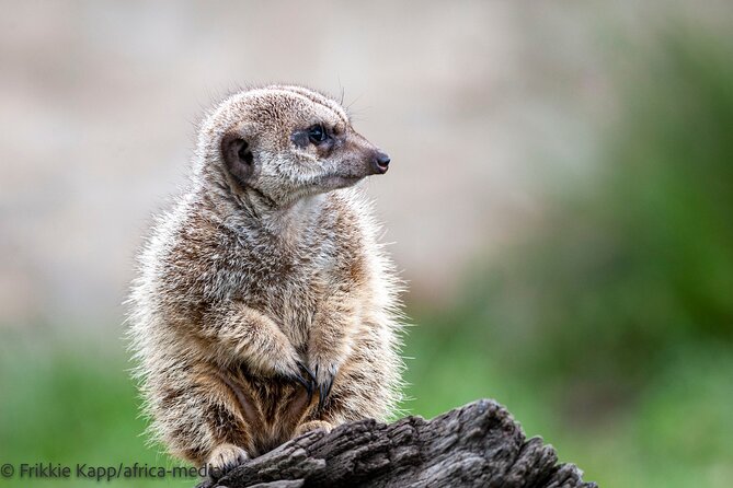 Wild Cat Experience Tour - The smaller animals add welcome variety