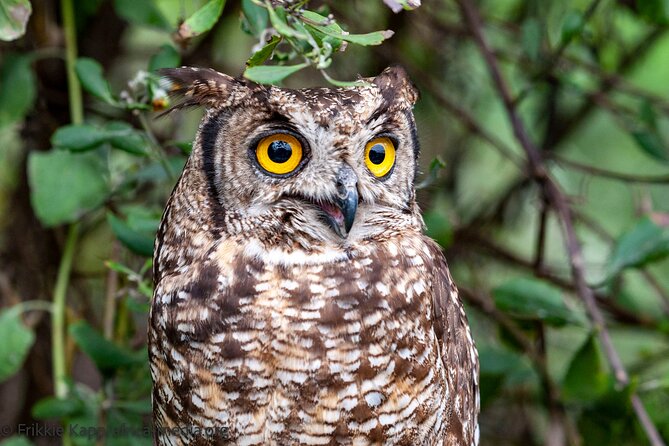 Wild Cat Experience Tour - A family-friendly hour, with a few limits