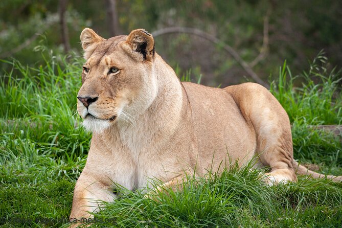Wild Cat Experience Tour - What the price includes, and what it does not