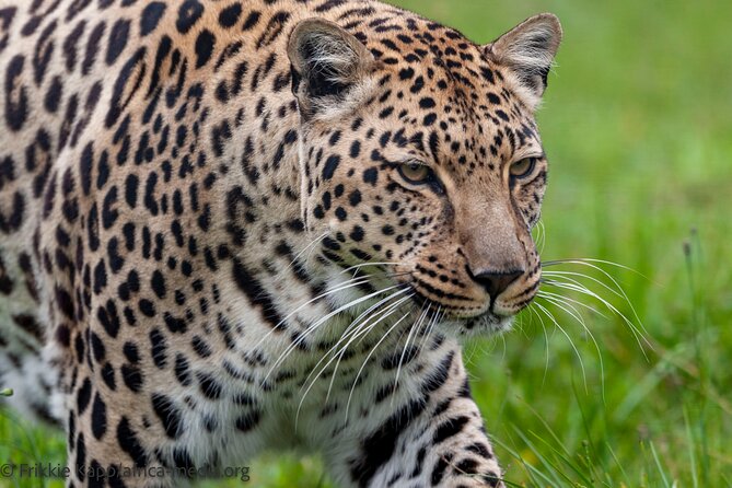 Wild Cat Experience Tour - How the experience fits into your trip