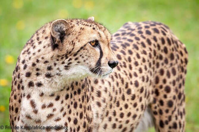 Wild Cat Experience Tour - The conservation message matters