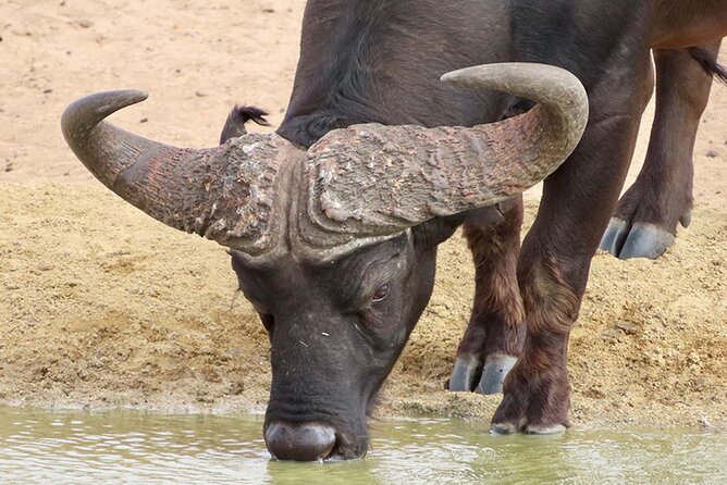 Wildlife Safari, Olive, Beer/Wine Tasting Day Tour from Cape Town - The early ride from Cape Town to the West Coast