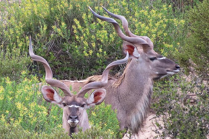 Wildlife Safari, Olive, Beer/Wine Tasting Day Tour from Cape Town - What Ian adds to the day
