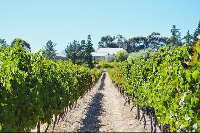 Wine Beer and Biltong Safari - Stellenbosch - Wine farms, zebra, and springbok