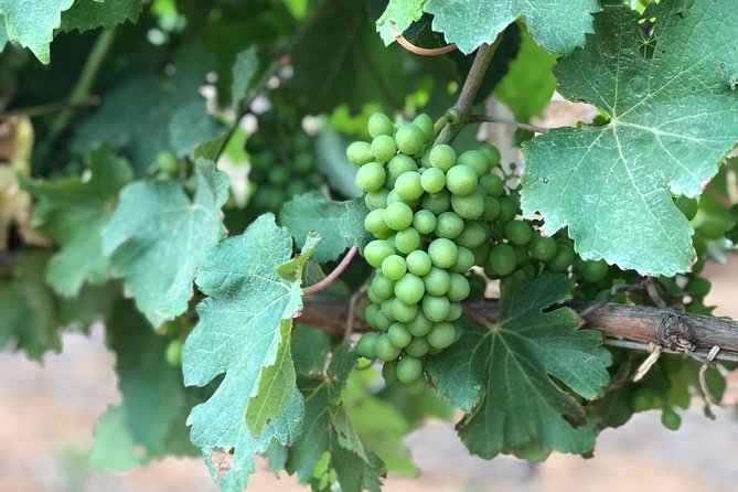 Wine Tasting, Cape Dutch Farm and Art Day Tour from Cape Town - Transport, timing, and what the price covers