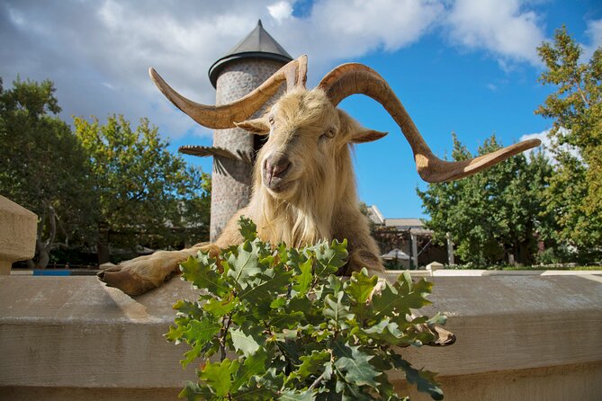 Wine Tasting in Cape's Top Three Winelands Private Tour - Franschhoek for lunch and French-Cape character