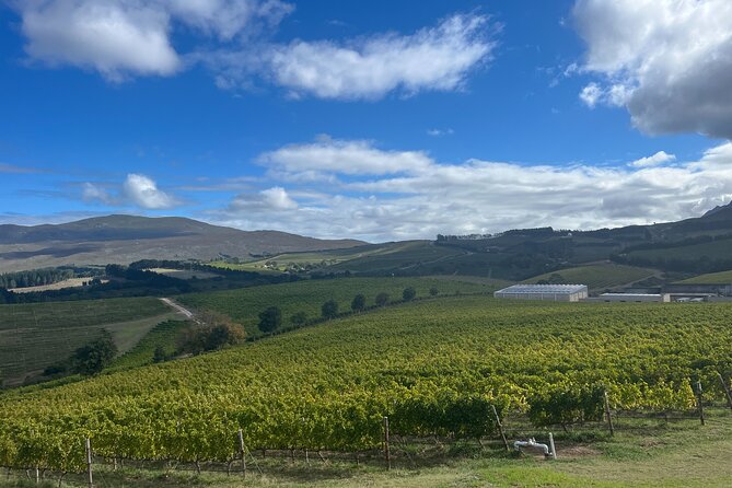 Wine Tasting Private Tour in Cape Winelands - Fairview Wine and Cheese