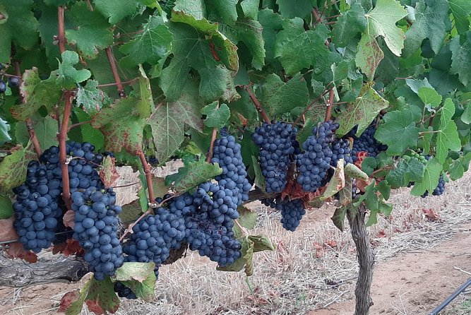 Wine Tour to Stellenbosch & Franschhoek with Tastings & Lunch - Stellenbosch closes the route with town time